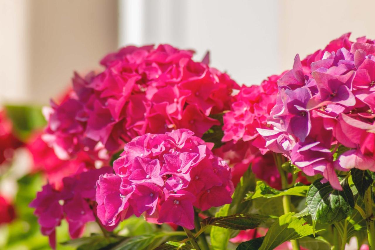 Hortensia Buje Dış mekan fotoğraf