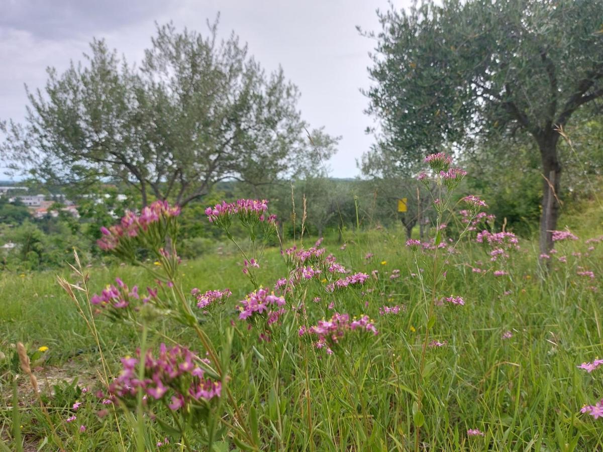 Hortensia Buje Dış mekan fotoğraf