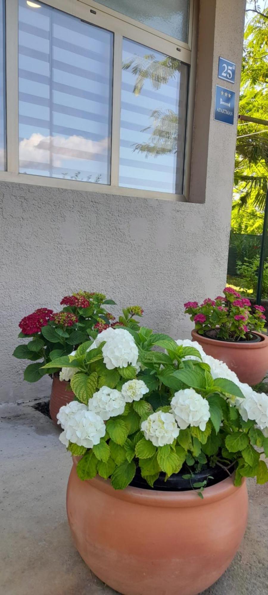 Hortensia Buje Dış mekan fotoğraf